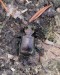 krajník hnědý (Brouci), Calosoma inquisitor (Linnaeus, 1758), Carabidae (Coleoptera)